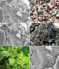 Attēlu rezultāti vaicājumam “Plectocarpon lichenum”