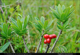 Attēlu rezultāti vaicājumam “Daphne mezereum fruit”