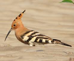 Attēlu rezultāti vaicājumam “Upupa epops”