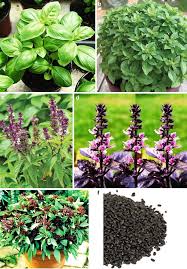 Attēlu rezultāti vaicājumam “Licea pusilla sessile”