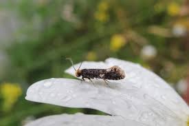 Attēlu rezultāti vaicājumam “Monopis weaverella”