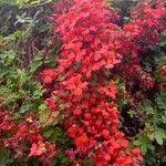 Image result for Ildblomkarse