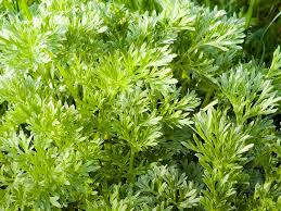 Image result for Artemisia annua