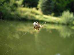 Attēlu rezultāti vaicājumam “Larinioides cornutus male”