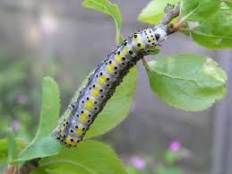 Attēlu rezultāti vaicājumam “Diloba caeruleocephala larva”