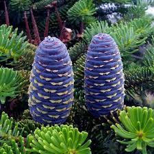 Attēlu rezultāti vaicājumam “Pinus sibirica”