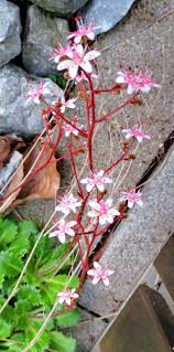 Attēlu rezultāti vaicājumam “Saxifraga cymbalaria fruit”