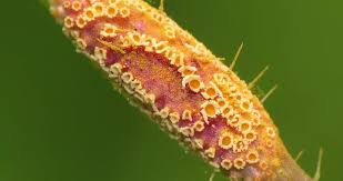 Attēlu rezultāti vaicājumam “Puccinia urticata”