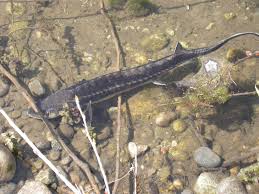 Image result for Acipenser