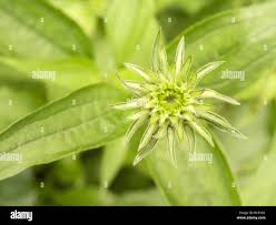 Attēlu rezultāti vaicājumam “Echinacea purpurea bud”