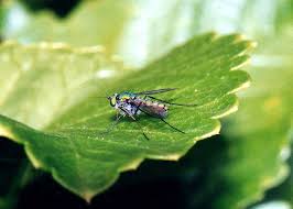 Attēlu rezultāti vaicājumam “Dolichopodidae”
