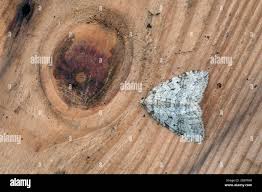 Attēlu rezultāti vaicājumam “Epirrita sp.”