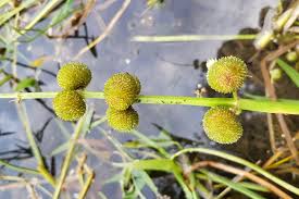 Attēlu rezultāti vaicājumam “Sagittaria sagittifolia fruit”