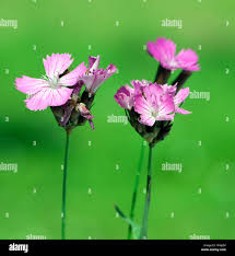 Image result for Steinnelke