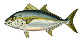 Image result for Seriola dumerili