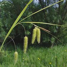 Attēlu rezultāti vaicājumam “Carex pseudocyperus female flower”