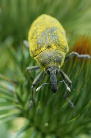 Attēlu rezultāti vaicājumam “Larinus sp.”