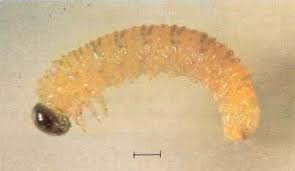 Attēlu rezultāti vaicājumam “Proutia betulina larva”