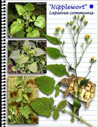 Attēlu rezultāti vaicājumam “Lapsana communis leaf”