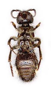 Attēlu rezultāti vaicājumam “Mutilla europaea”