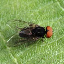 Attēlu rezultāti vaicājumam “Platypezidae”