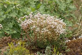 Attēlu rezultāti vaicājumam “Sedum album”