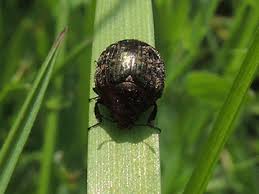Attēlu rezultāti vaicājumam “Cytilus sericeus”