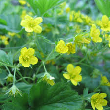 Attēlu rezultāti vaicājumam “Waldsteinia geoides flower”