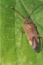 Attēlu rezultāti vaicājumam “Pantilius tunicatus imago”