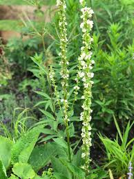 Image result for Königskerzen