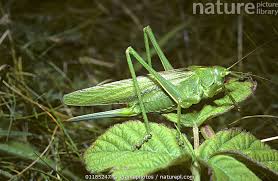 Attēlu rezultāti vaicājumam “Tettigonia viridissima”