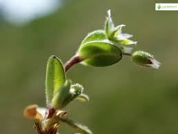 Attēlu rezultāti vaicājumam “Cerastium semidecandrum bud”