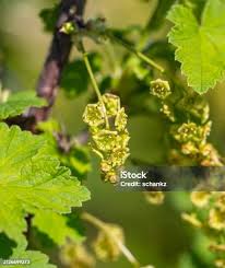Attēlu rezultāti vaicājumam “Ribes rubrum flower”
