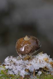 Attēlu rezultāti vaicājumam “Geastrum pectinatum”