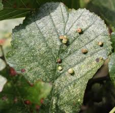 Attēlu rezultāti vaicājumam “Eriophyes laevis”