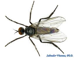 Attēlu rezultāti vaicājumam “Empididae”