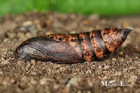 Attēlu rezultāti vaicājumam “Deilephila elpenor imago”