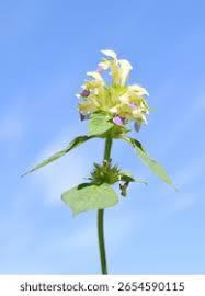 Attēlu rezultāti vaicājumam “Galeopsis speciosa”