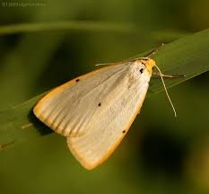 Attēlu rezultāti vaicājumam “Cybosia mesomella”