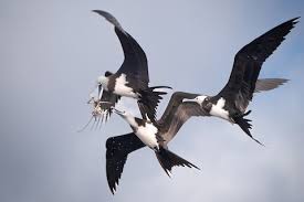 Image result for Fregata aquila