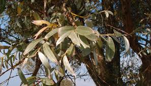 Attēlu rezultāti vaicājumam “Salix alba var. sericea”