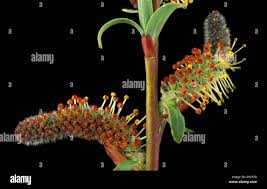 Attēlu rezultāti vaicājumam “Salix triandra male flower”