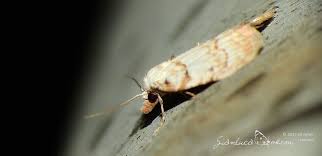 Attēlu rezultāti vaicājumam “Nola aerugula”