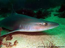 Image result for Mustelus asterias