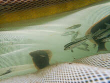 Image result for Liopsetta glacialis