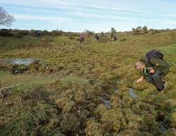Attēlu rezultāti vaicājumam “Fossombronia foveolata sporophyte”
