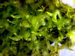 Attēlu rezultāti vaicājumam “Metzgeria violacea”