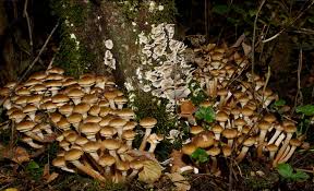 Attēlu rezultāti vaicājumam “Armillaria mellea”