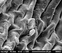 Attēlu rezultāti vaicājumam “Herzogiella seligeri”