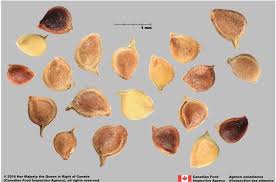 Attēlu rezultāti vaicājumam “Ranunculus acris fruit”